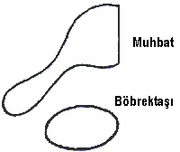 muhbat ve bbrekta