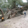 great tree near Ürgüp