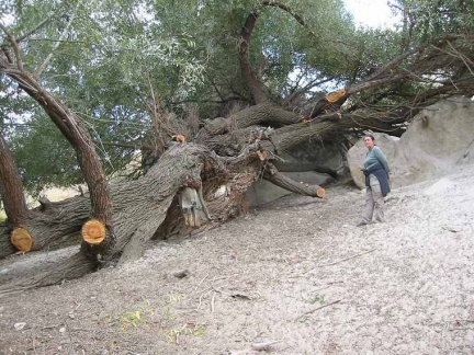 great tree near Ürgüp