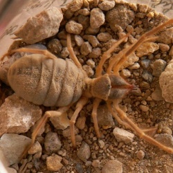 Fauna of Cappadocia