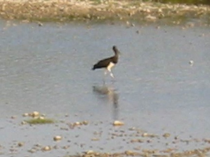 black stork