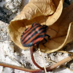 Heteroptera