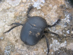 earth-boring dung beetle