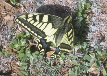 Papilio machaon