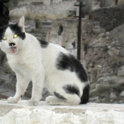 Fauna of Cappadocia