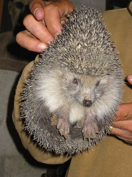 hedgehog