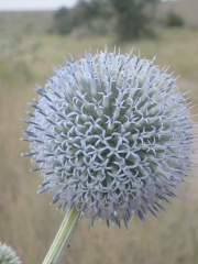 Echinops ritro