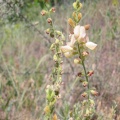 Onobrychis tournefortii