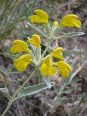 Phlomis spp.