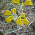 Phlomis spp.