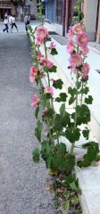 [url=/nature.php?matchIs=part&amp;category=p&amp;lang=la&amp;searchString=Althaea]Althaea[/url]