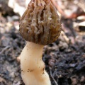 morel