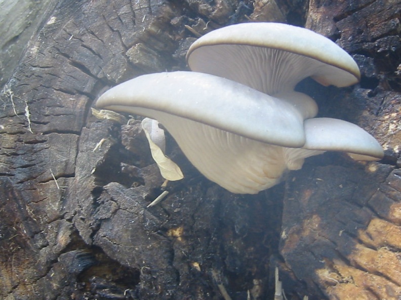 oyster mushroom