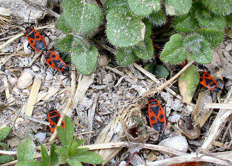 Pyrrhocoris apterus