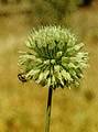 Allium nevsehirense