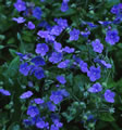 Omphalodes cappadocica